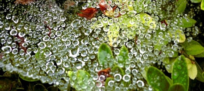 蜘蛛の巣の水滴