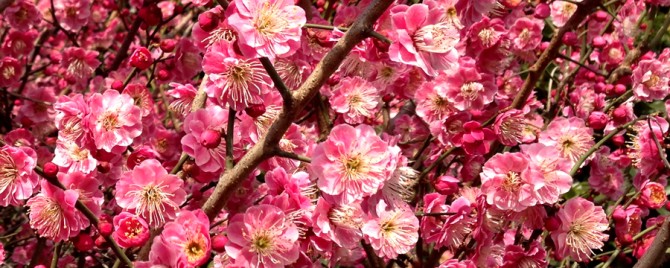 梅の花の香り